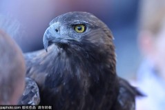 欧冠积分榜揭秘：皇马与拜仁的历史对决，曼联能否重振雄风？